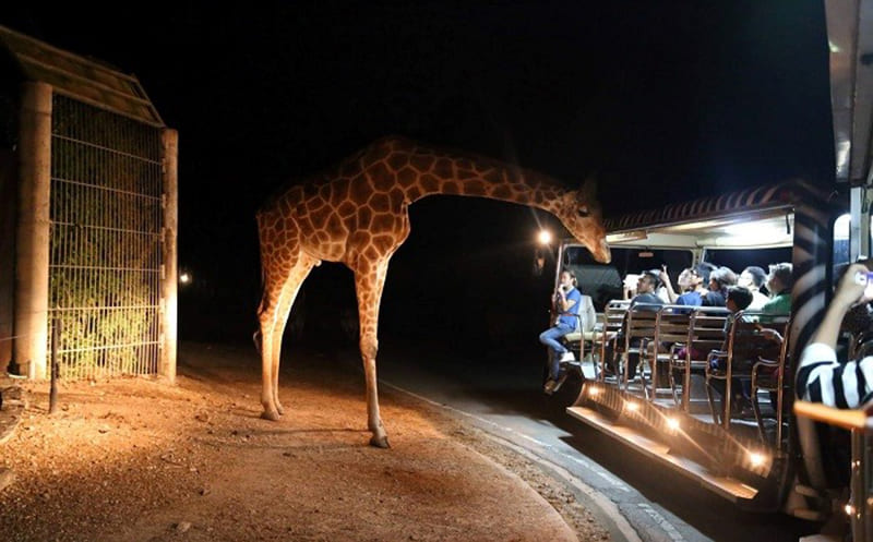 Thăm quan vườn thú Night Safari Singapore vào buổi tối 